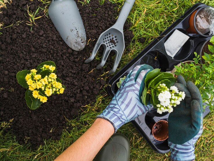 vue-aerienne-main-tenant-petite-plante-fraiche-pot_23-2147844319